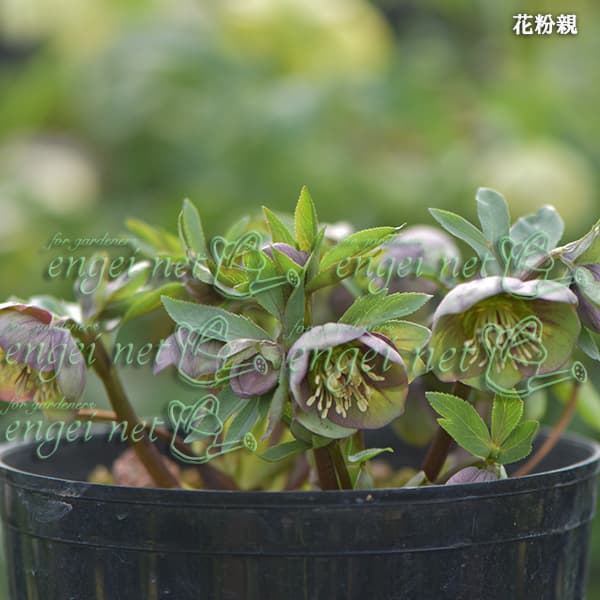 園芸ネット本店｜【お1人様1ポット】大和園さんのクリスマスローズ：24