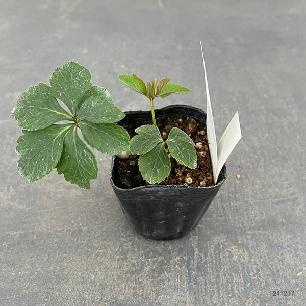 園芸ネット本店｜【お1人様1ポット】大和園さんのクリスマスローズ：24