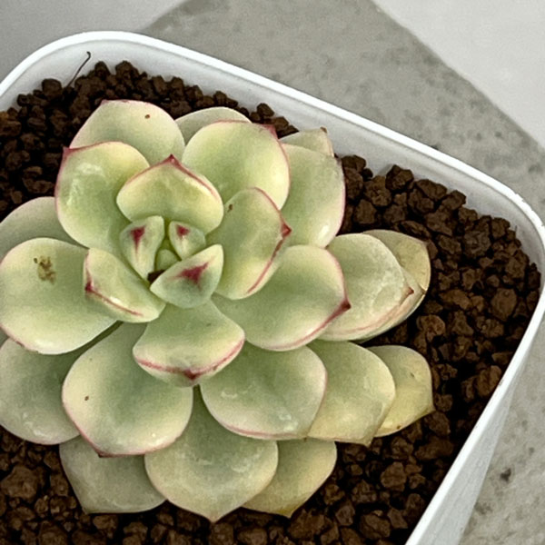 園芸ネット本店｜エケベリア：タンゴ錦 2.5号ポット の通販【公式】