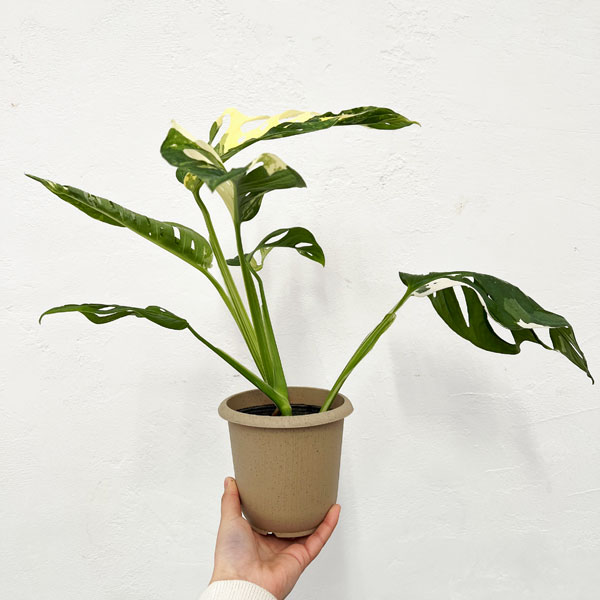 園芸ネット本店｜マドカズラ：斑入り 4号25-05 の通販【公式】