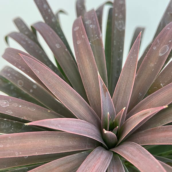 園芸ネット本店｜ユッカ：デスメティアーナ 7号鉢植え25-01 の通販【公式】