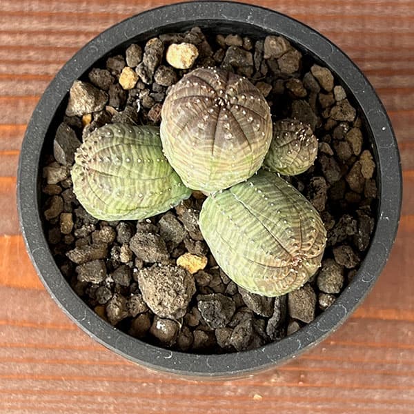 園芸ネット本店｜ユーフォルビア：オベサ（多頭） 2.5号鉢植え の通販