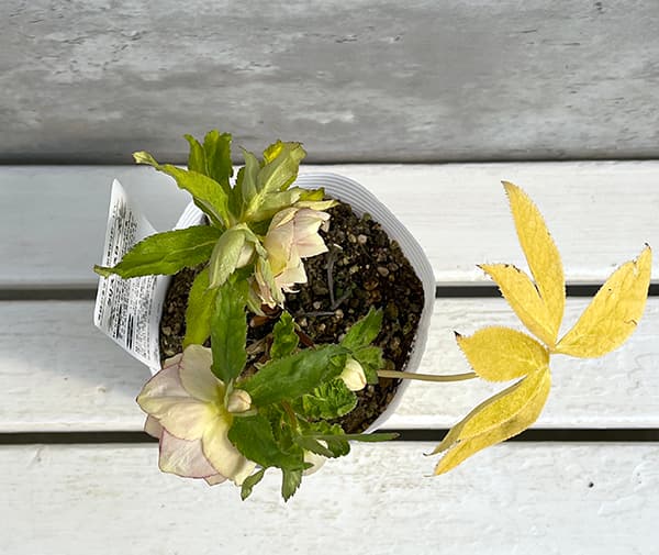 園芸ネット本店｜松村ナーセリーさんのクリスマスローズ：25-80ダブル