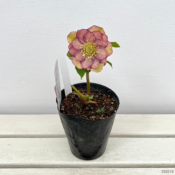 園芸ネット本店｜松村ナーセリーさんのクリスマスローズ：25-90ダブル