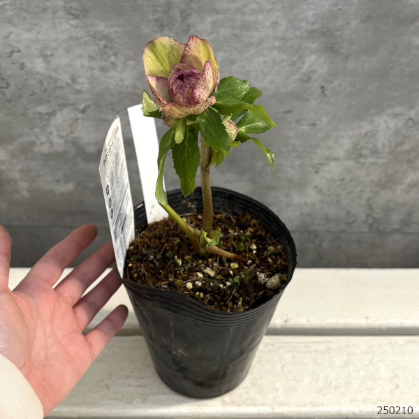 園芸ネット本店｜松村ナーセリーさんのクリスマスローズ：25-90ダブル