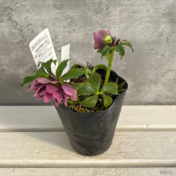 園芸ネット本店｜松村ナーセリーさんのクリスマスローズ：25-35ダブル