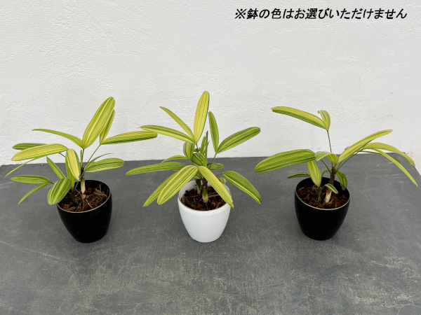 園芸ネット本店｜カンノンチク：綾錦(あやにしき) 3.5号鉢植え の通販