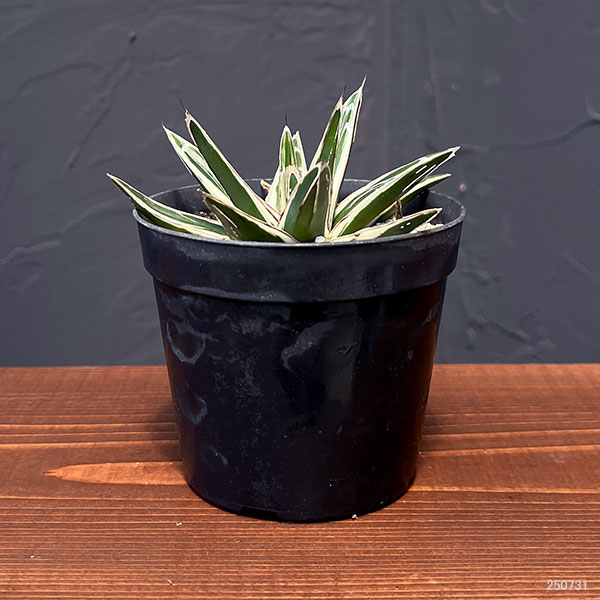 園芸ネット本店｜アガベ：氷山（ビクトリアレギネ斑入り）3号 の通販