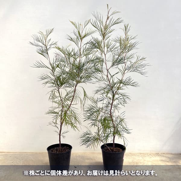 園芸ネット本店｜グレビレア：ピンクサプライズ8号鉢植え の通販【公式】