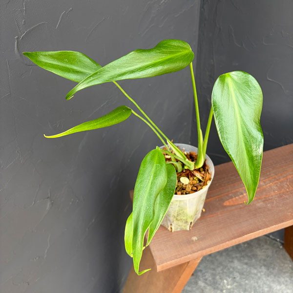 園芸ネット本店｜モンステラ：バールマルクスフレーム 4号ねこチップ