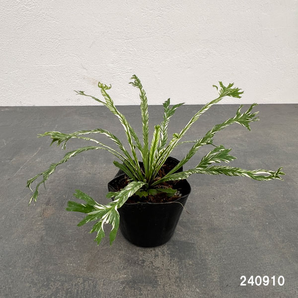 園芸ネット本店｜[ザ・ファームセレクト]アスプレニウム：ニダス