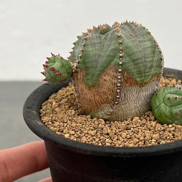 園芸ネット本店｜ユーフォルビア：オベサブロウ 3号鉢植え の通販【公式】