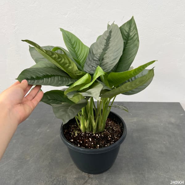 園芸ネット本店｜スキスマトグロッティス：ヘンドリッキー 7号鉢植え