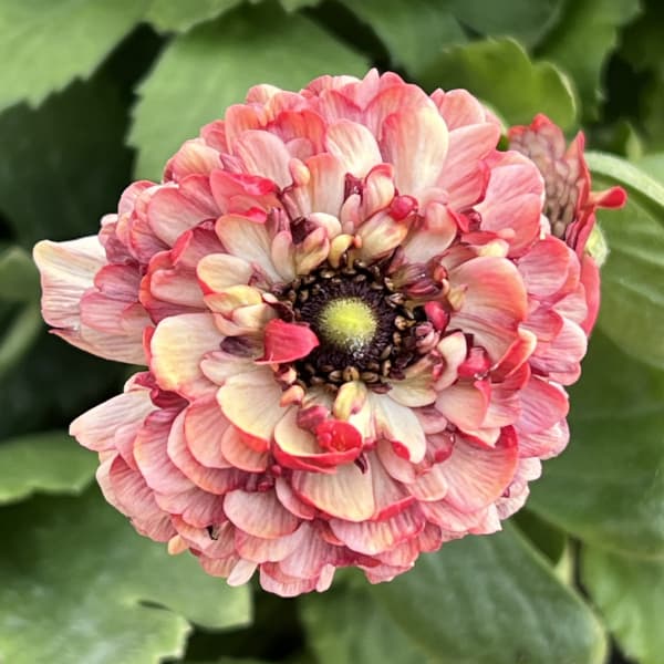 園芸ネット本店｜ラナンキュラス：イカロス ローズピンク系（色幅あり