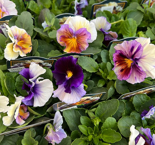 園芸ネット本店｜見元園芸さんのビオラ：エンジェルラダー3号ポット 3