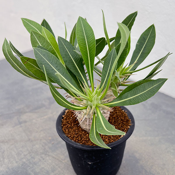 園芸ネット本店｜パキポディウム：デンシフローラム 3号鉢植え* の通販