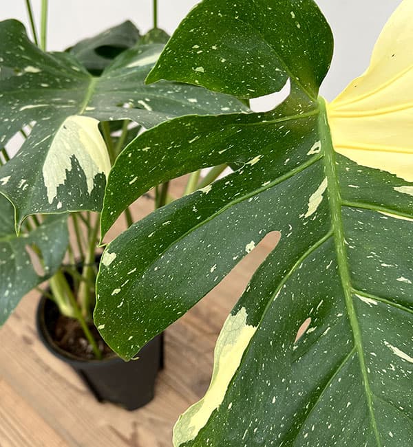 園芸ネット本店｜モンステラ：デリシオーサ：タイコンステレーション 8