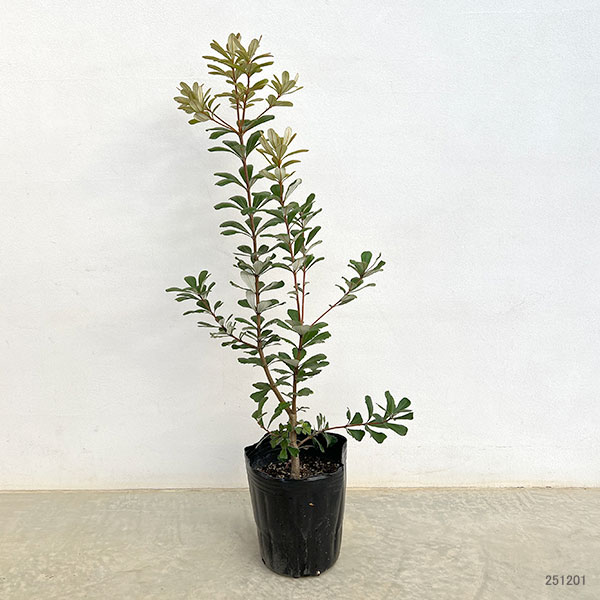 園芸ネット本店｜バンクシア：セイラ7号ポット の通販【公式】