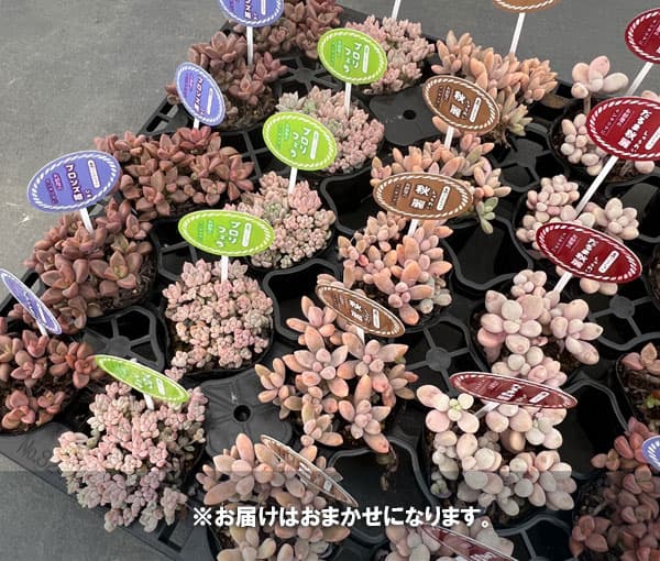 園芸ネット本店｜多肉植物つぶつぶセット 2号ポット 6株セット の通販