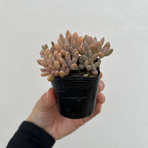 園芸ネット本店｜多肉植物つぶつぶセット 2号ポット 6株セット の通販