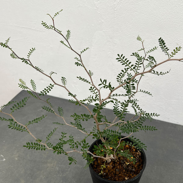 園芸ネット本店｜[ザ・ファームセレクト]オペルクリカリア：パキプス