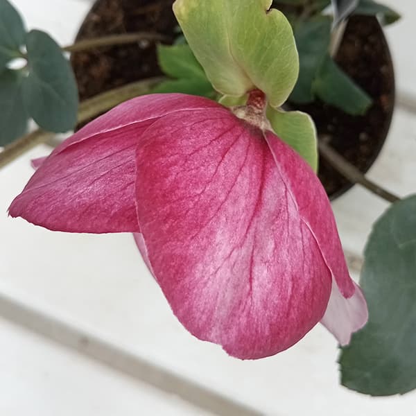 園芸ネット本店｜クリスマスローズ：*HGC 雪の妖精 リアラ4.5号ポット