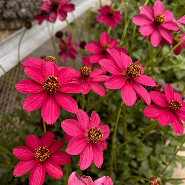 園芸ネット本店｜チョコレートコスモス：チェリーチョコレート3.5号
