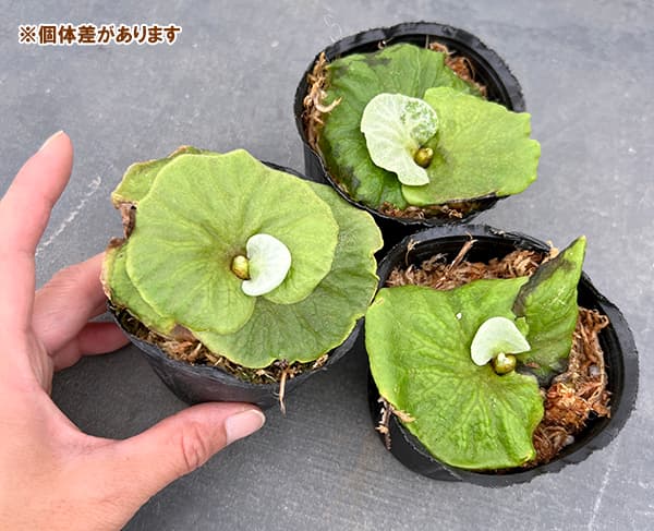 園芸ネット本店｜ビカクシダ（コウモリラン）：リドレイドワーフ