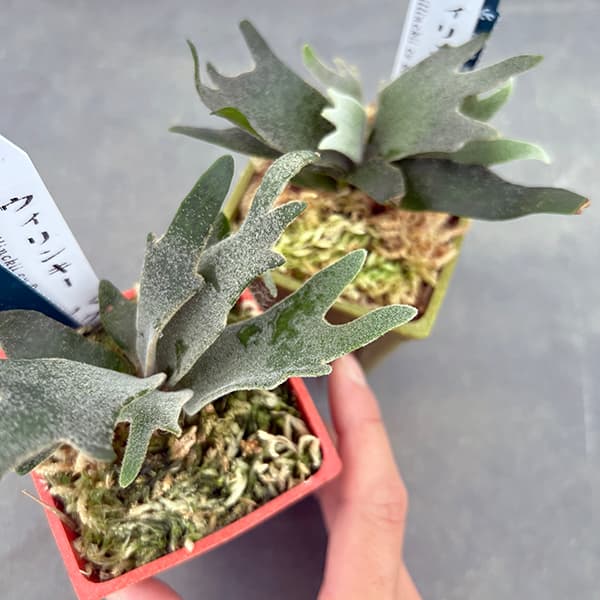 園芸ネット本店｜ビカクシダ（コウモリラン）：人気レアウィリンキー