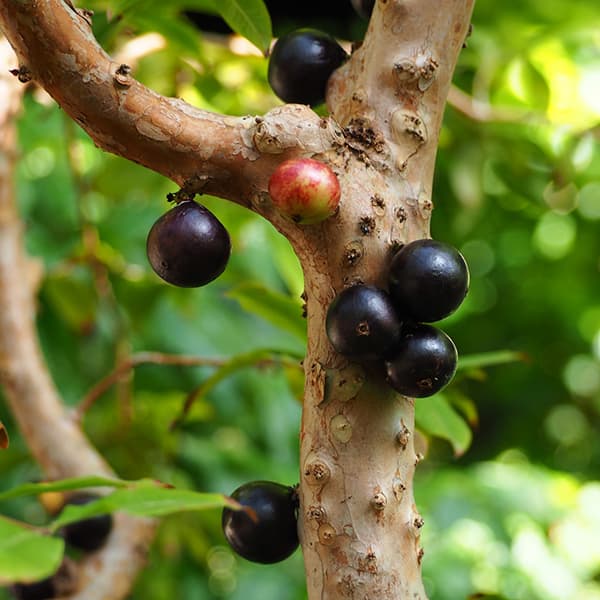 園芸ネット本店｜ジャボチカバ 8号鉢植え の通販【公式】