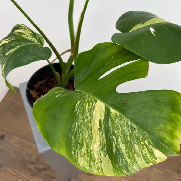 園芸ネット本店｜モンステラ：ボルシギアナオーレア（黄斑） 5号鉢植え