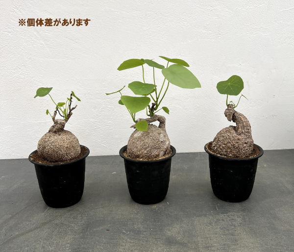 園芸ネット本店｜ステファニア：スベローサ 3.5号鉢植え* の通販【公式】