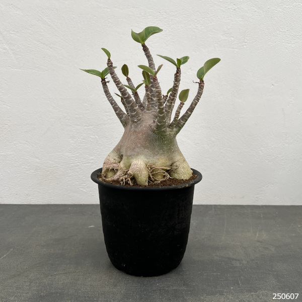 園芸ネット本店｜[ザ・ファームセレクト]アデニウム ：アラビカム