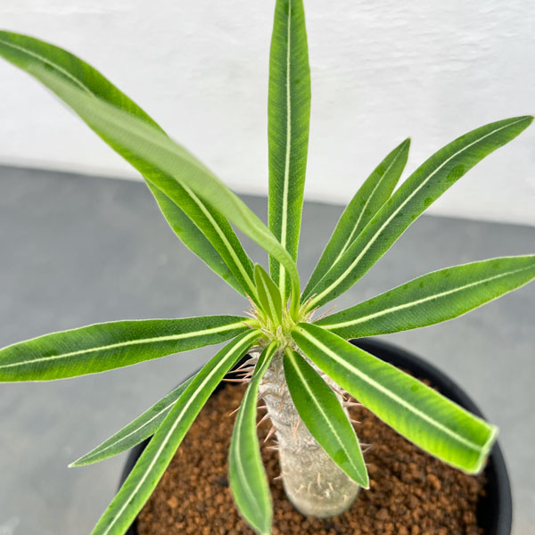 園芸ネット本店｜パキポディウム ：イノピナツム 3号鉢植え の通販【公式】