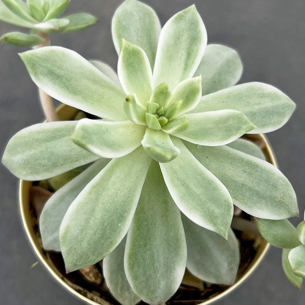 園芸ネット本店｜エケベリア：マッコス錦（ホワイト）2号プラ鉢植え の