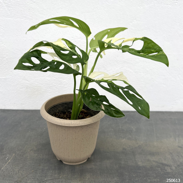 園芸ネット本店｜[ザ・ファームセレクト]マドカズラ：斑入り 4号25-12