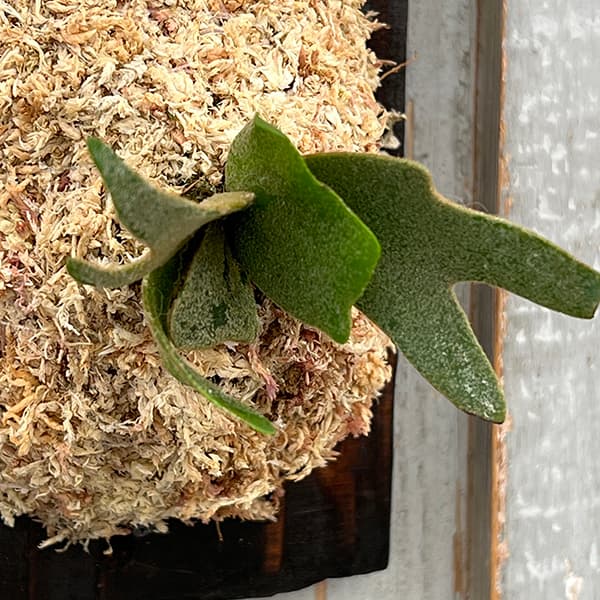 園芸ネット本店｜ビカクシダ（コウモリラン）：ウィリンキーバクテリア