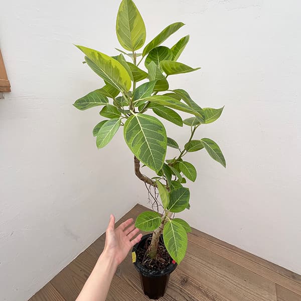 園芸ネット本店｜[送料無料]フィカス：アルテシマ（朴曲げ仕立て） 7号