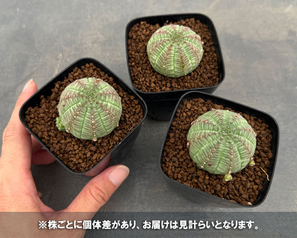 園芸ネット本店｜ユーフォルビア：オベサ 子吹きシンメトリカ 2.5号