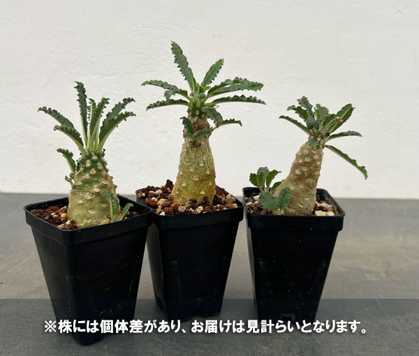 園芸ネット本店｜ドルステニア：ラブラニー 2.5号鉢植え* の通販【公式】