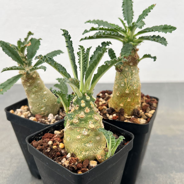 園芸ネット本店｜ドルステニア：ラブラニー 2.5号鉢植え* の通販【公式】