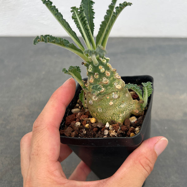 園芸ネット本店｜ドルステニア：ラブラニー 2.5号鉢植え* の通販【公式】