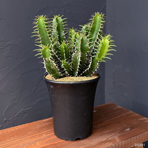 園芸ネット本店｜ユーフォルビア：ムランジーナ 4号鉢植え の通販【公式】