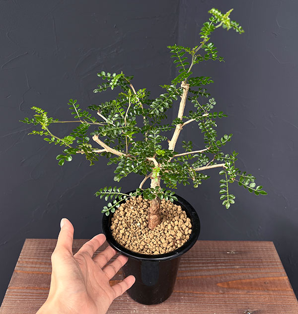 園芸ネット本店｜[ザ・ファームセレクト]オペルクリカリア：デカリー