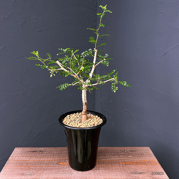 園芸ネット本店｜[ザ・ファームセレクト]オペルクリカリア：デカリー