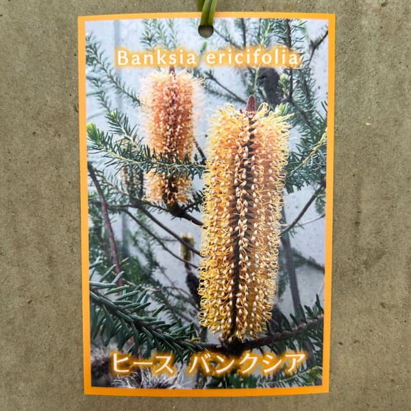 園芸ネット本店｜バンクシア：ヒースバンクシア6号鉢植え* の通販【公式】