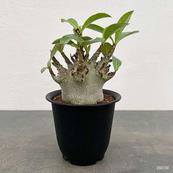 園芸ネット本店｜アデニウム：アラビカム ドワーフ 4号鉢植え の通販