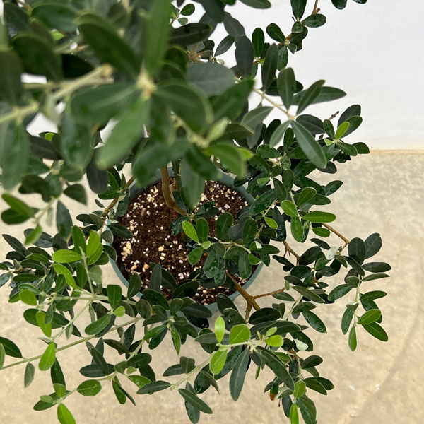 園芸ネット本店｜オリーブ：グリニャン 8号鉢植え の通販【公式】
