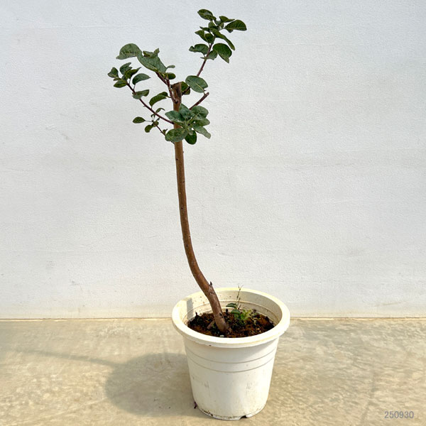 園芸ネット本店｜スモークツリー：スノーパフ7号ポット の通販【公式】