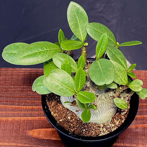 園芸ネット本店｜[ザ・ファームセレクト]アデニウム：アラビカム